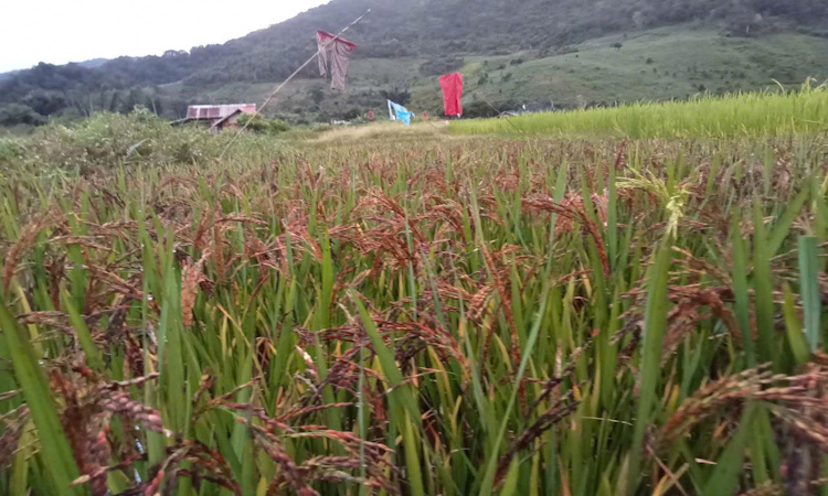 HỒI SINH SỨC SỐNG LÚA NƯƠNG: DỰ ÁN LÚA CẨM TUYỀN GIA LAI VÀ CÂU CHUYỆN "MẮN ĐẺ" CỦA CÔNG NGHỆ SINH HỌC
